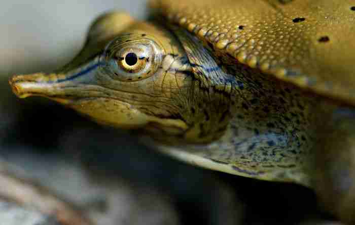 softshell turtle closeup