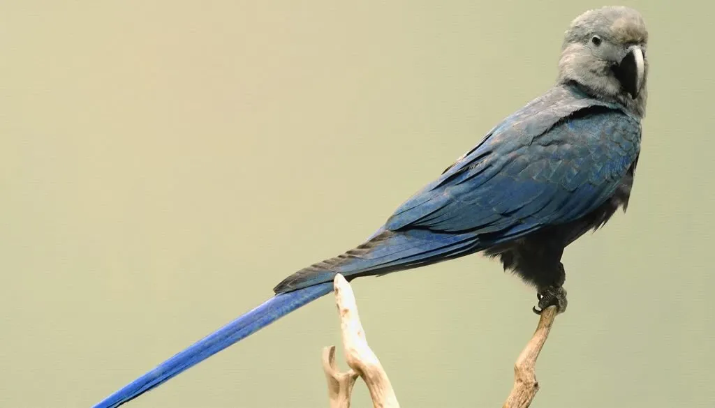 blue spix macaw in wild