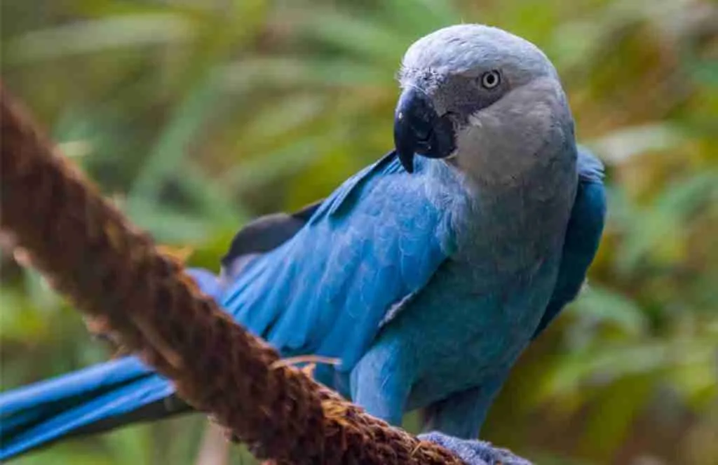 spix macaw in forest