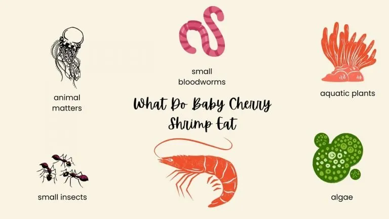 What Do Baby Cherry Shrimp Eat