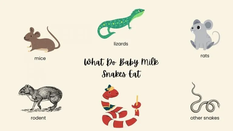 What Do Baby Milk Snakes Eat