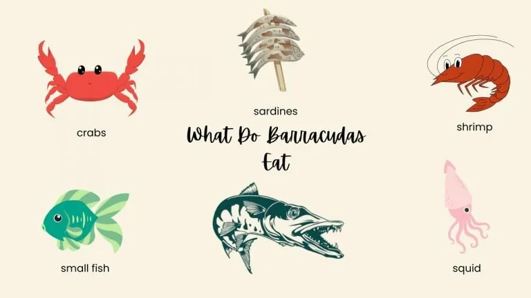 What Do Barracudas Eat