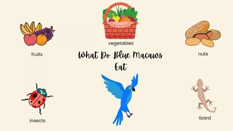What Do Blue Macaws Eat