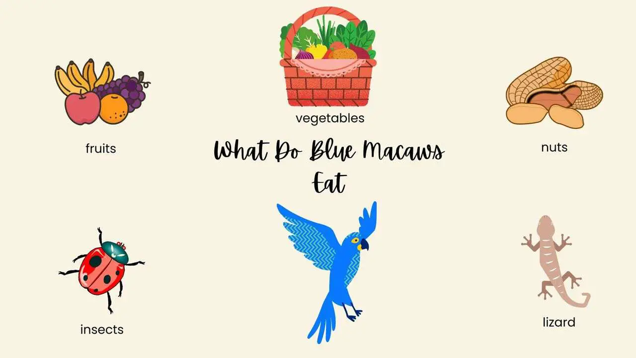 what-do-blue-macaws-eat