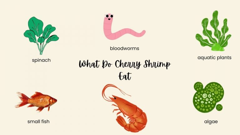 What Do Cherry Shrimp Eat