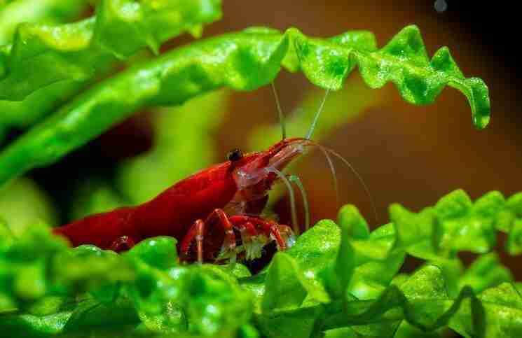 red cherry shrimp in aqarium