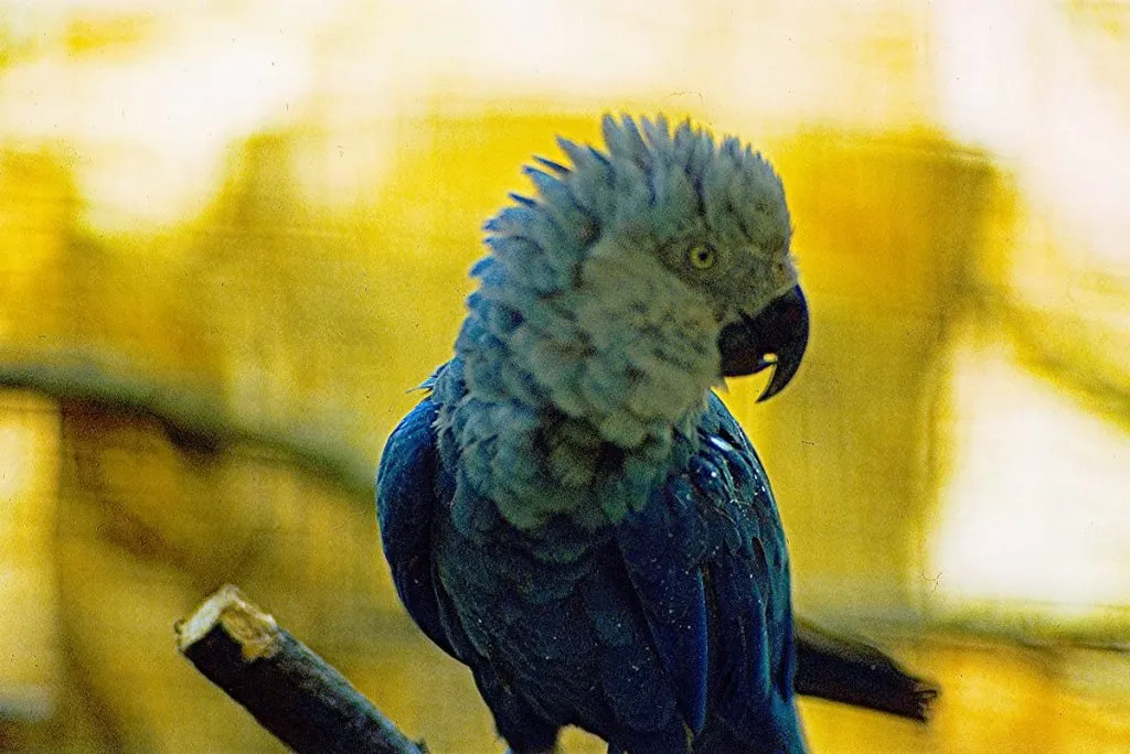 spix macaw's closeup