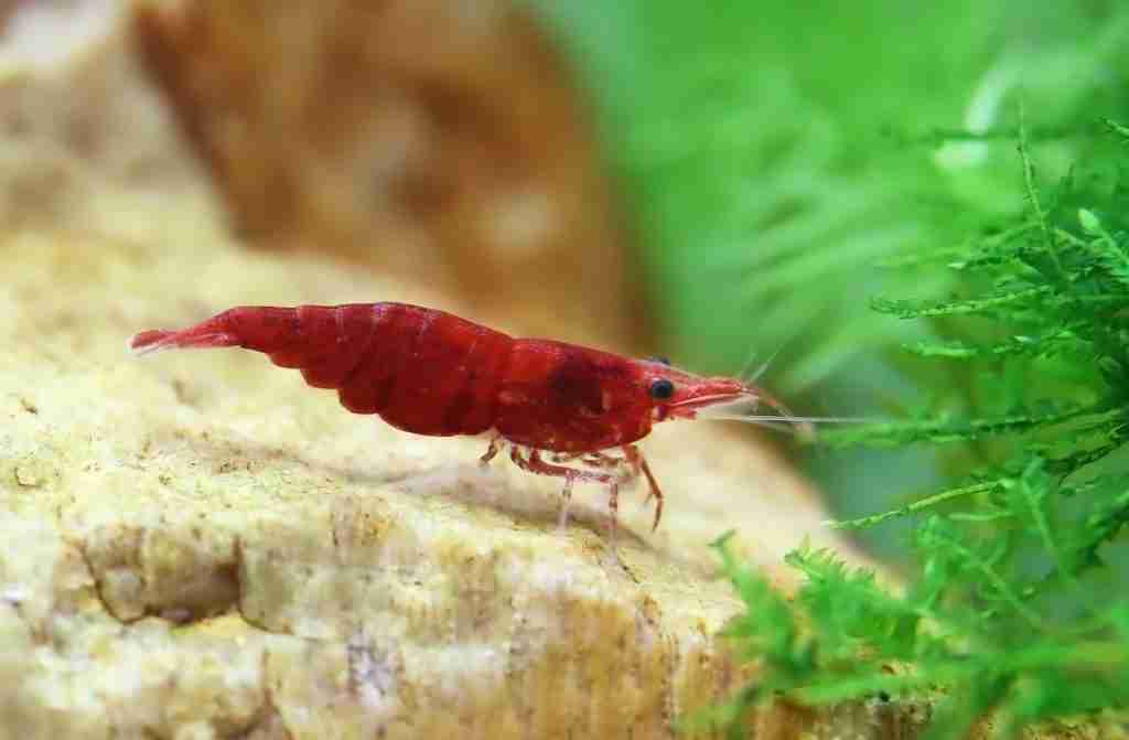red cherry shrimp eating