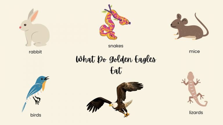 What Do Golden Eagles Eat