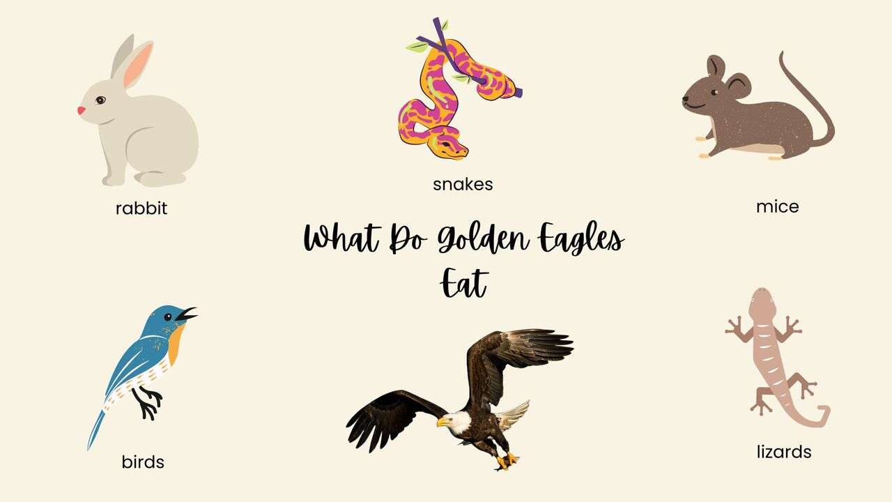 What Do Golden Eagles Eat?