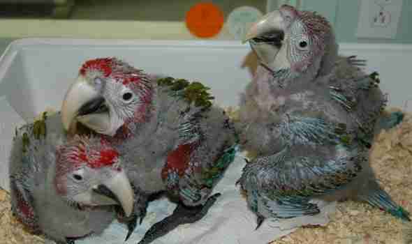 scarlet baby macaws