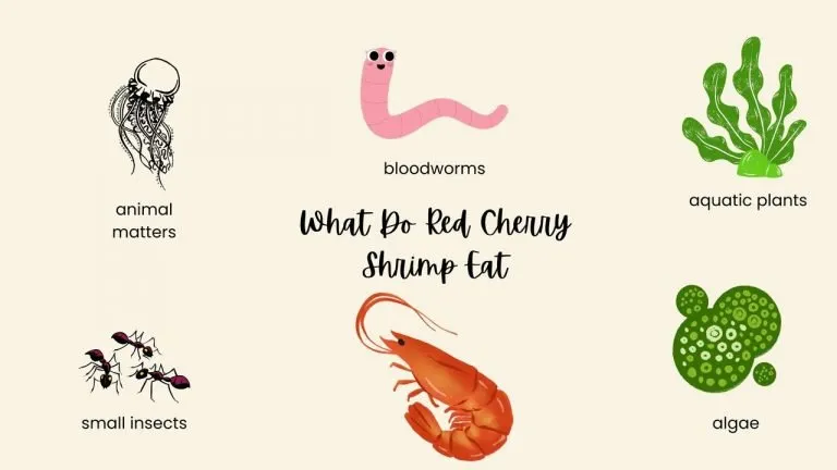 What Do Red Cherry Shrimp Eat