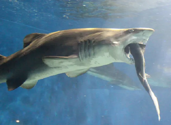 sand tiger shark can eat whole shark