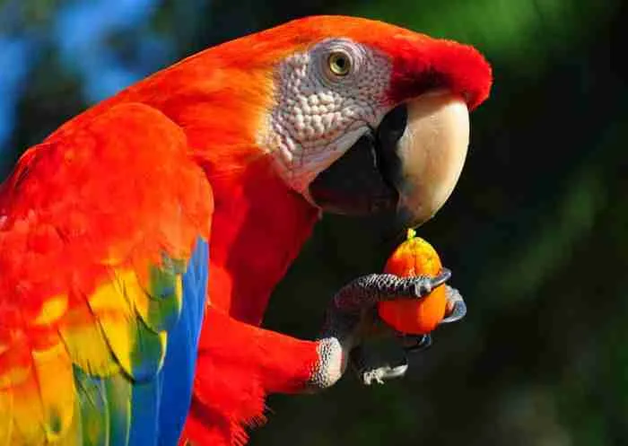 scarlet macaw eating fruit