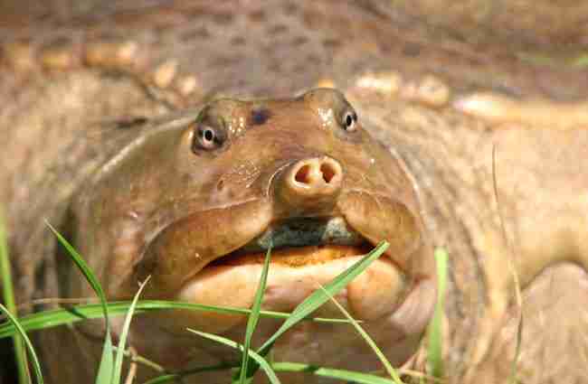softshell turtle closeup