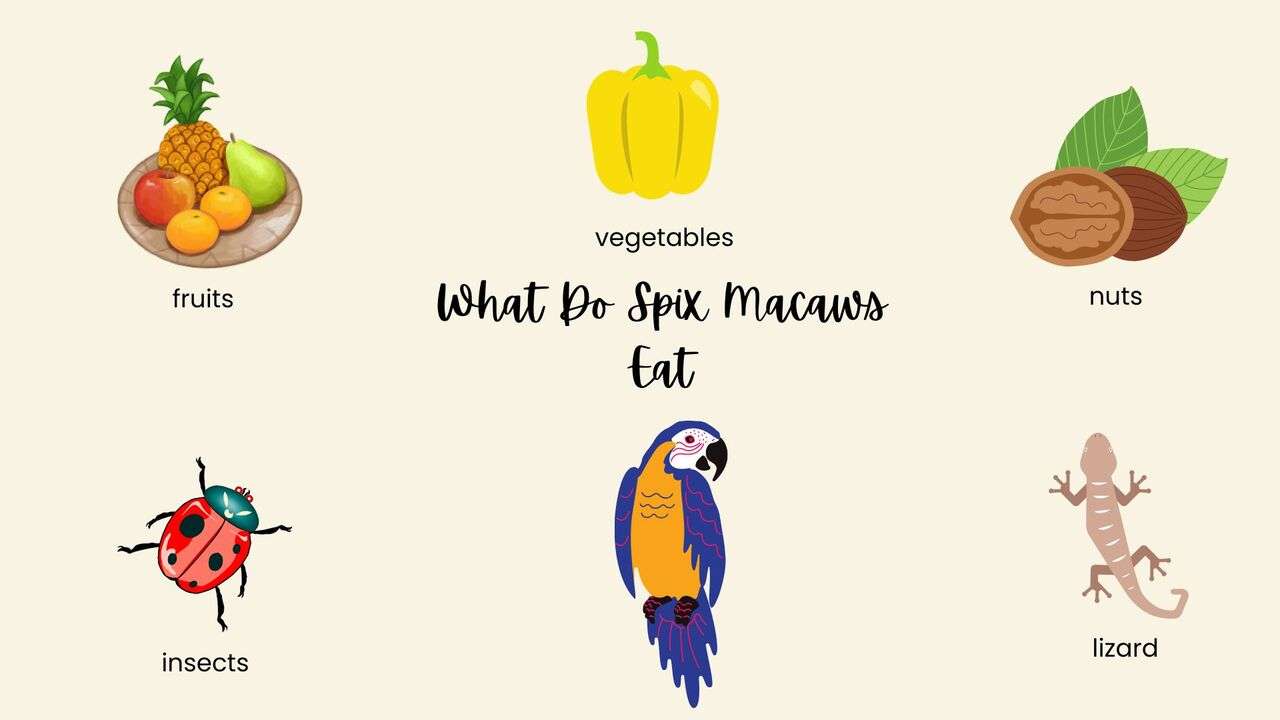 What Do Spix Macaws Eat?