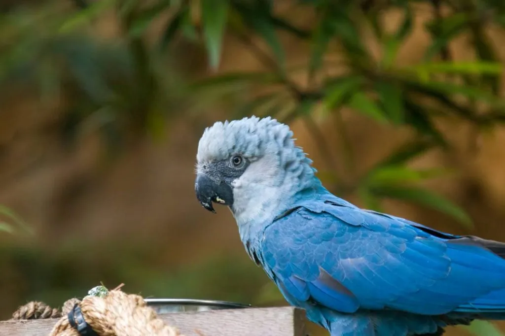 Blue spix macaw eating