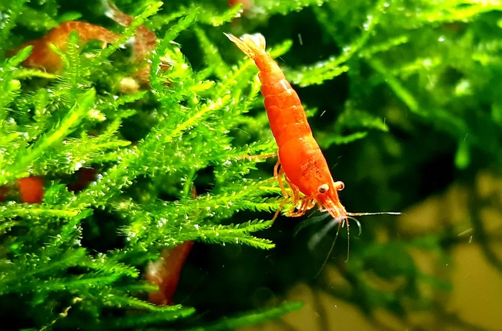 cherry shrimp