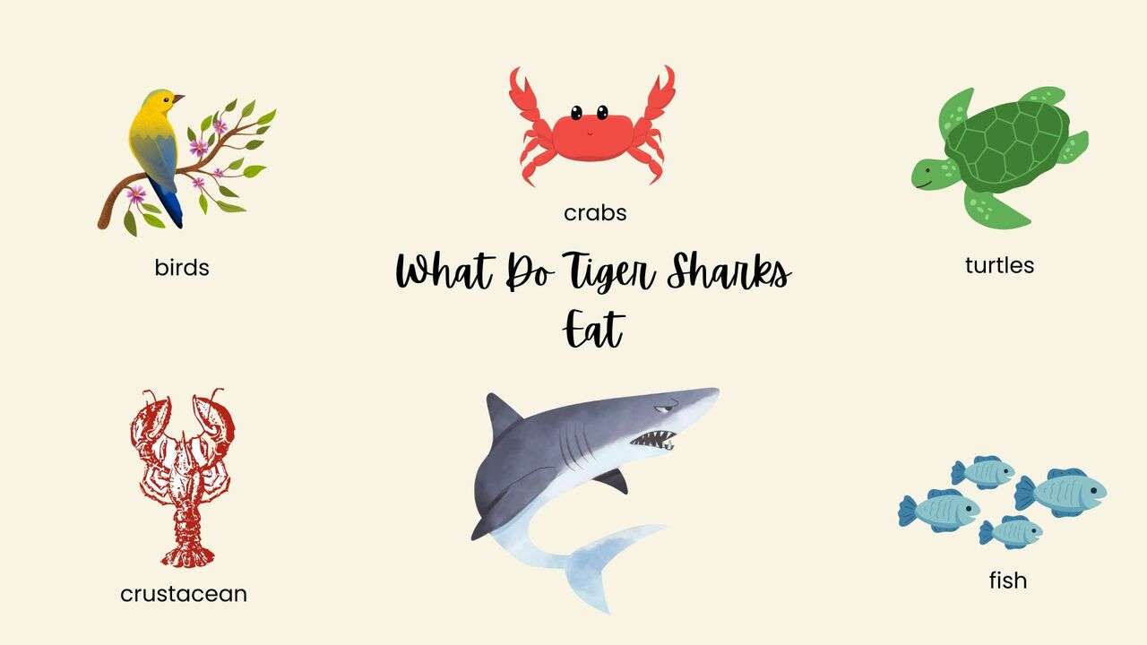 What Do Tiger Sharks Eat?