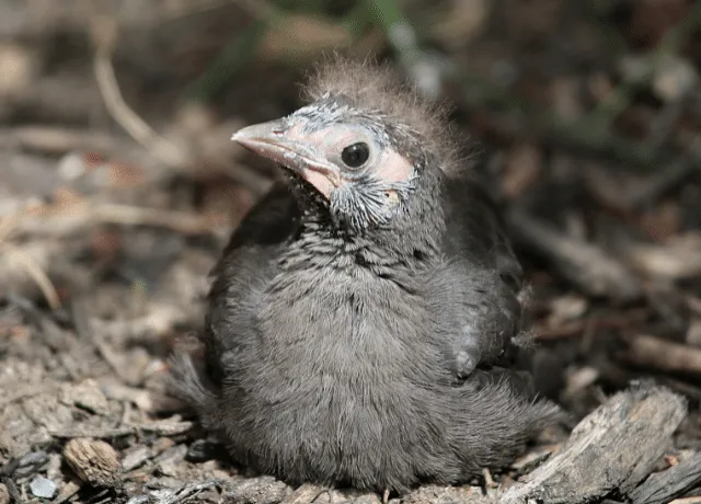 what do baby grackles eat