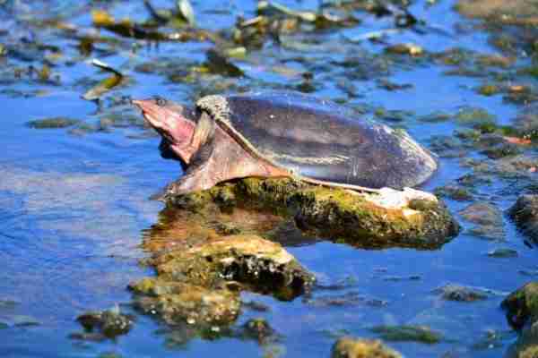 softshell turtles feed on plant matter