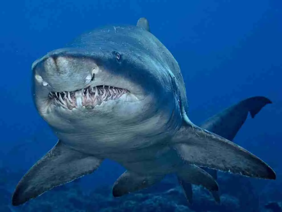 sand tiger shark has sharp teeth