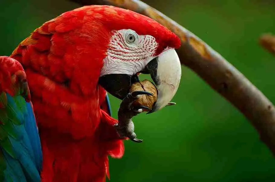 scarlet macaw eating nuts