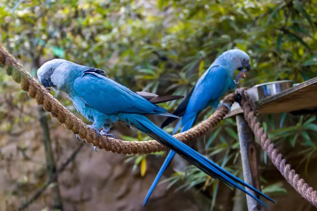 two blue spix macaws