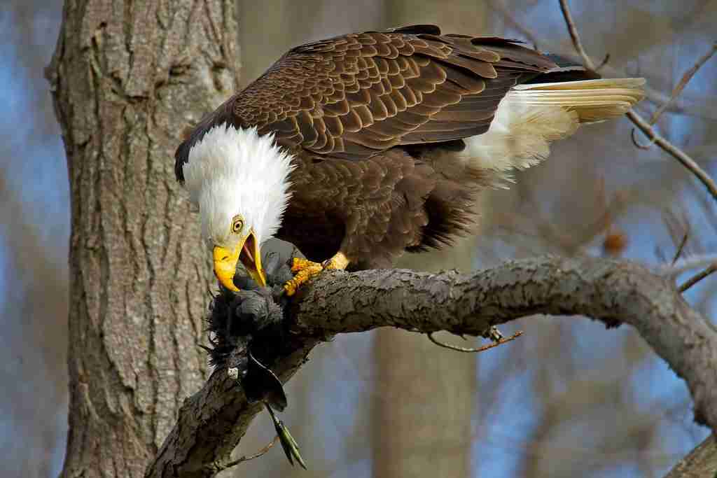 golden eagle eating bird