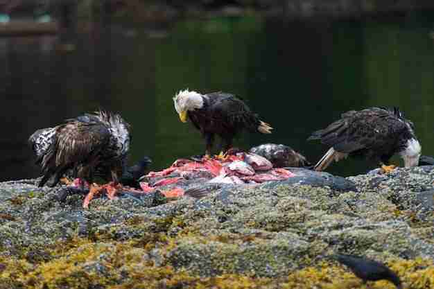 bald golden eagles feeding on fish