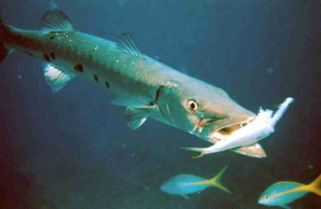 barracuda eating fish