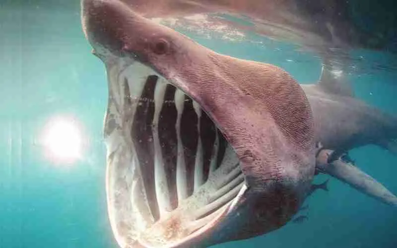 basking shark like planton