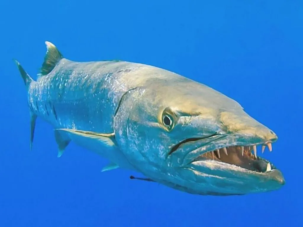 barracuda in water