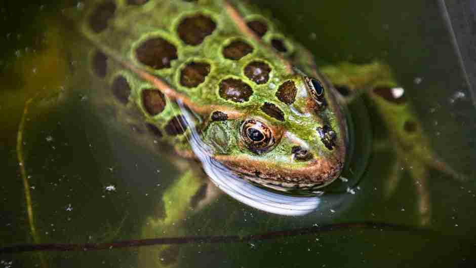 dart frog in water
