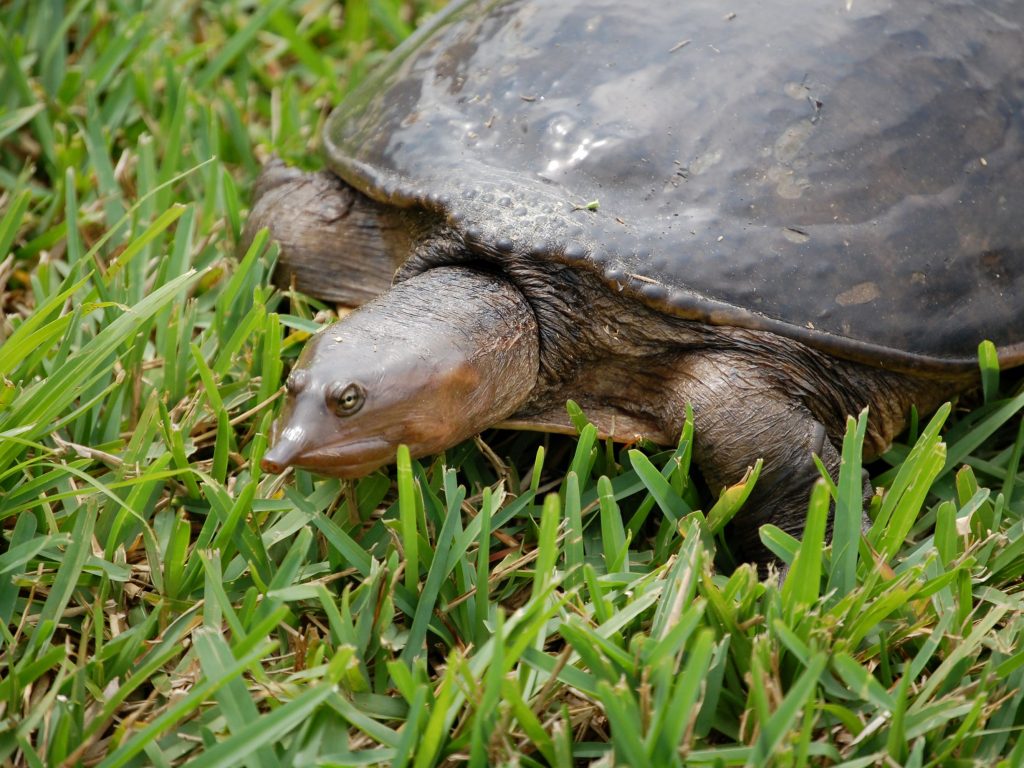 softshell turtle in grassy park