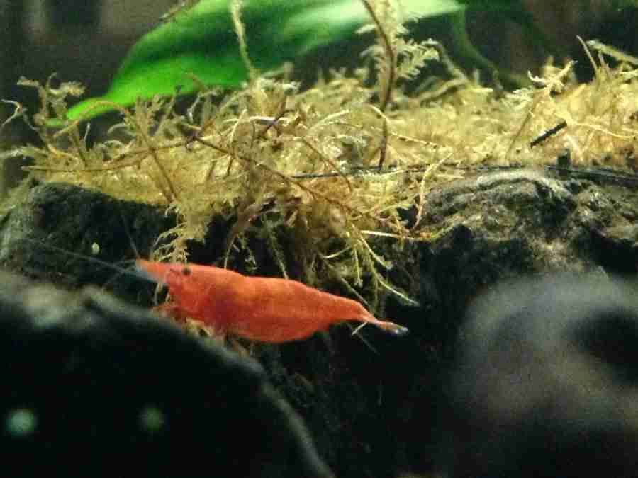 red cherry shrimp in aquarium