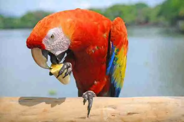 scarlet macaw eating banana