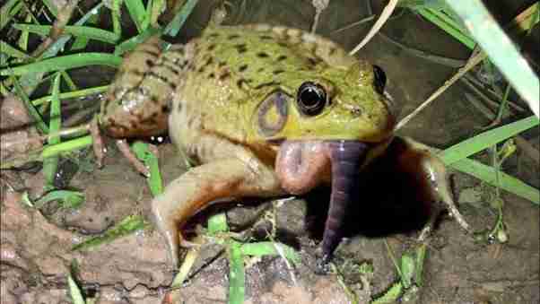 frog eating centipede 