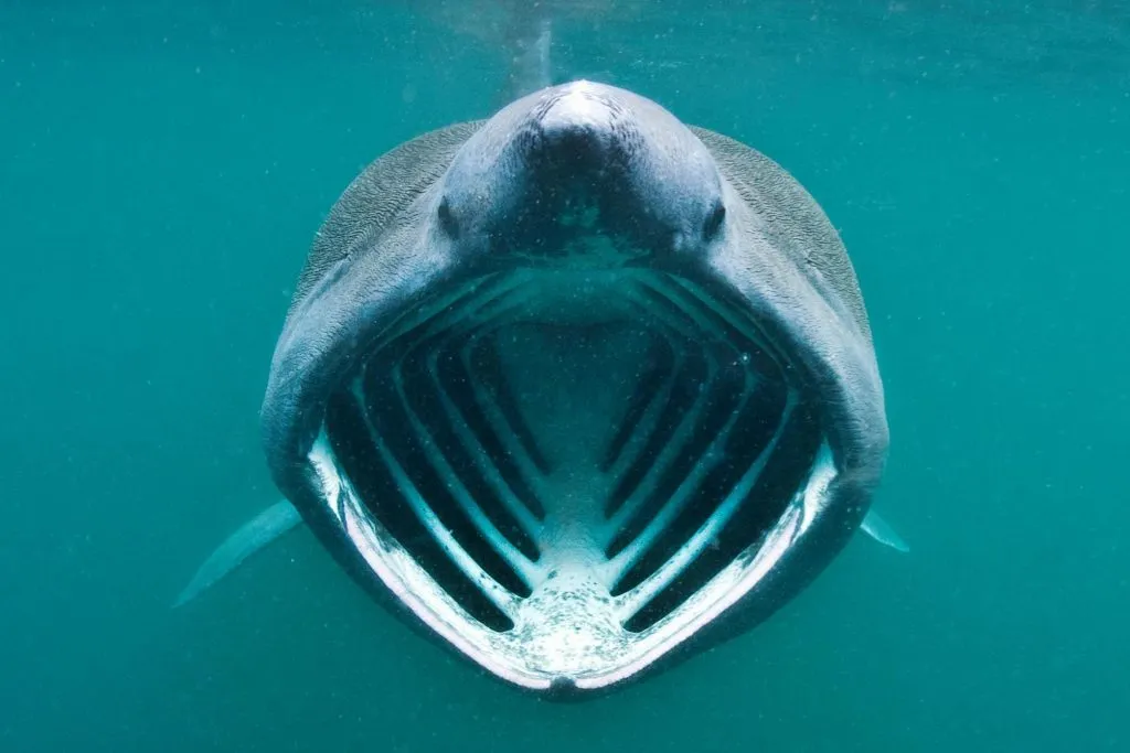 basking shark in sea