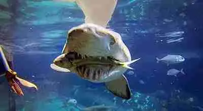 tiger shark eating fish