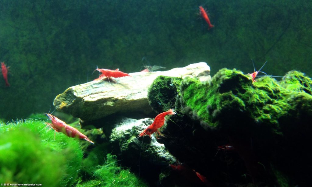 red cherry shrimp eating algae