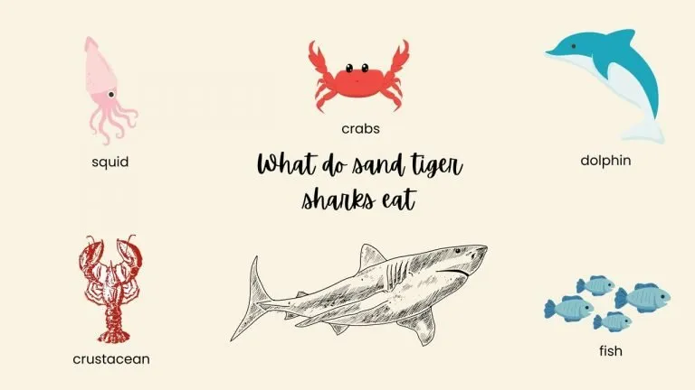 What do sand tiger sharks eat