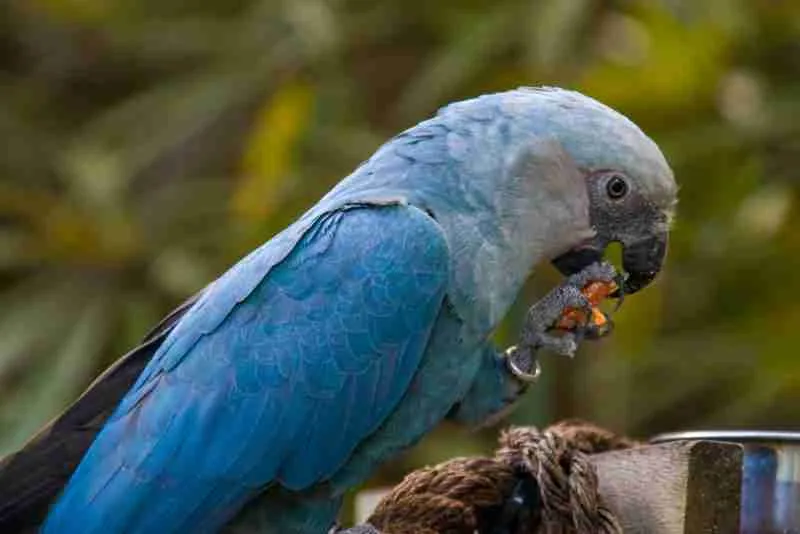 blue spix macaw eating nuts