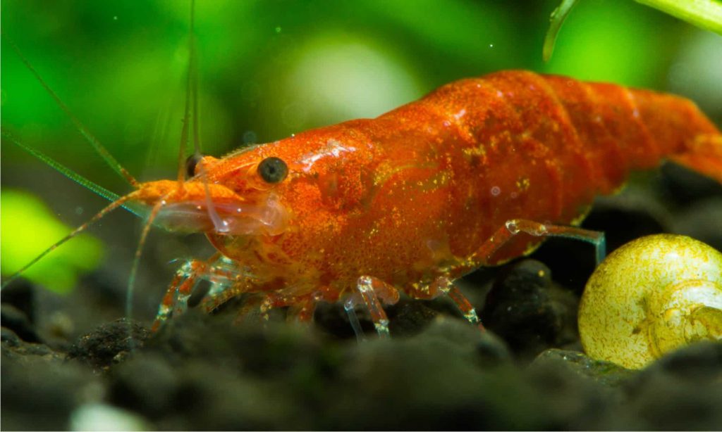 red cherry shrimp love algae