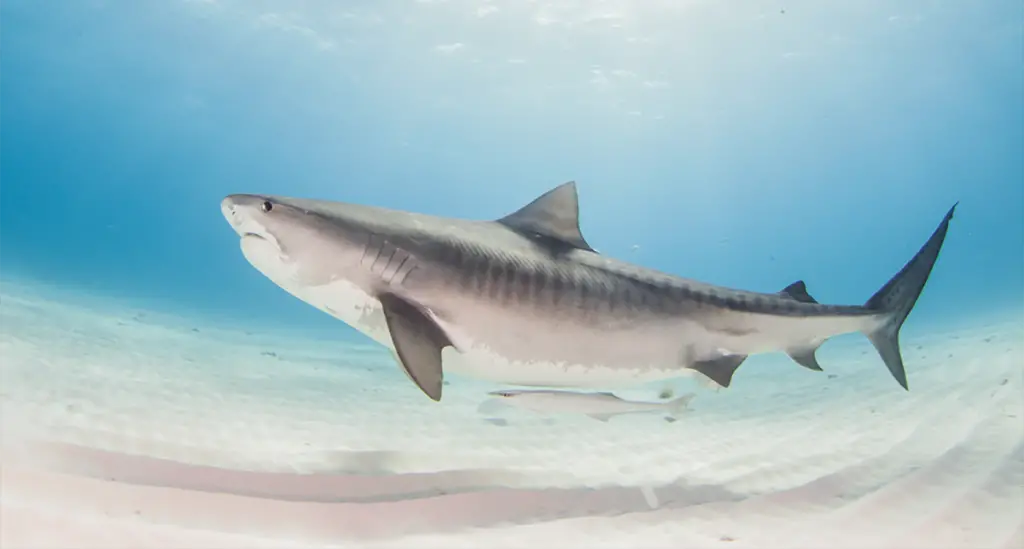 tiger shark closeup