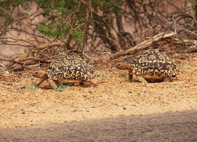 what do baby desert tortoises eat?