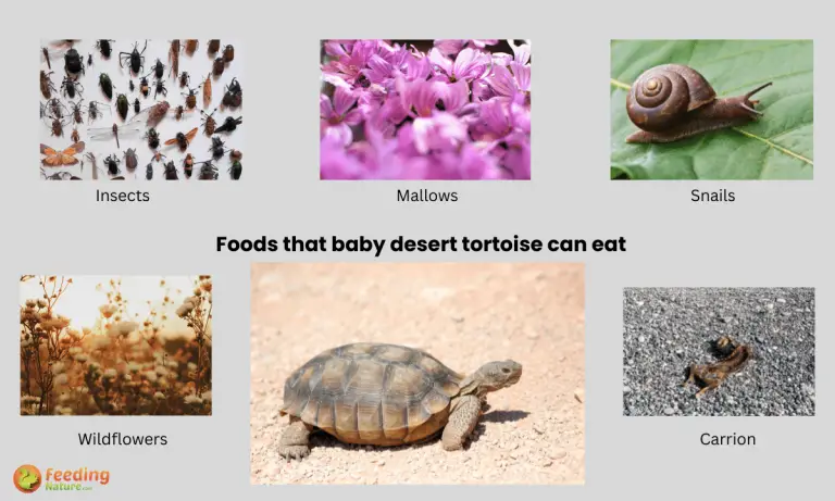 what do baby desert tortoises eat?