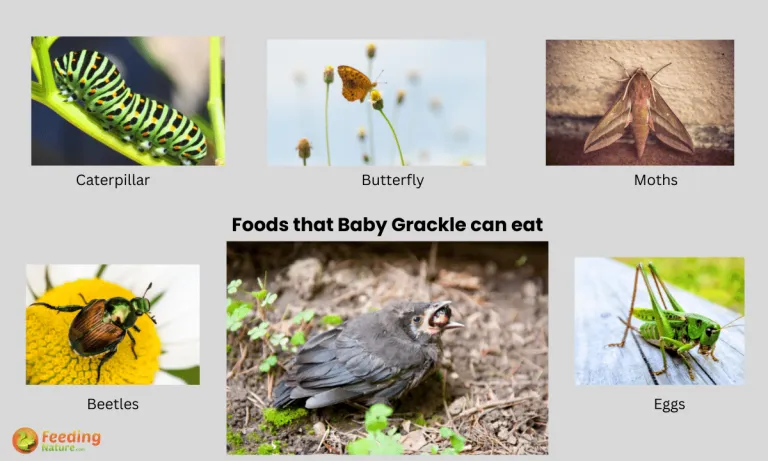 what do baby grackles eat
