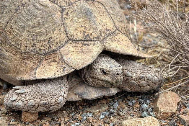 what do desert tortoises eat