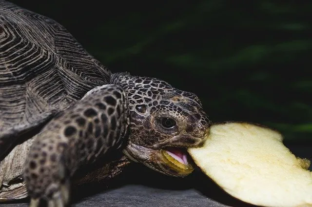 what do desert tortoises eat